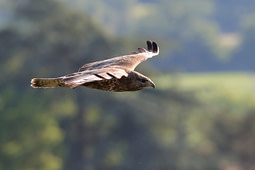 profil de buse variable en vol plané au dessus des arbres