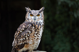 A close up of a european eagle owl perched on a post and staring