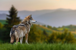 Wolf stands in the grass and looks into the distance against the backdrop of mountains