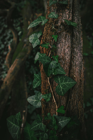Photo by Natalia Kochanska green leaf on brown tree trunk
