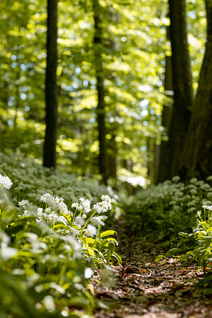 foret-lumiere-fleurs-blanches